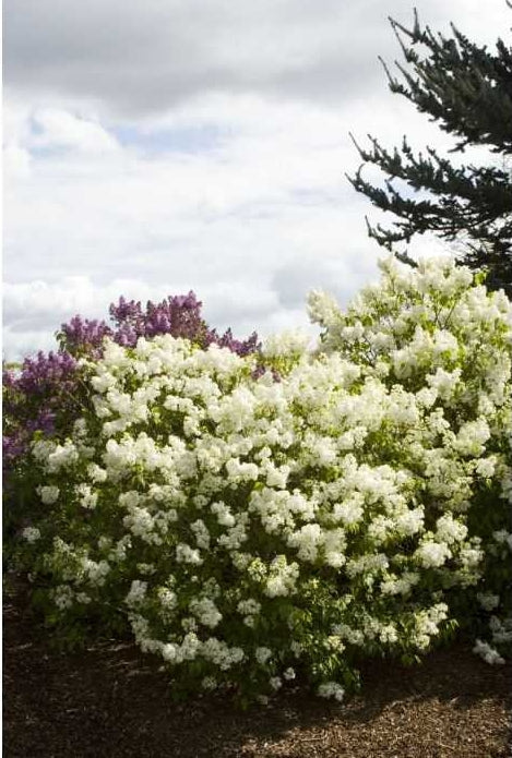 ANGEL WHITE LILAC 2gal