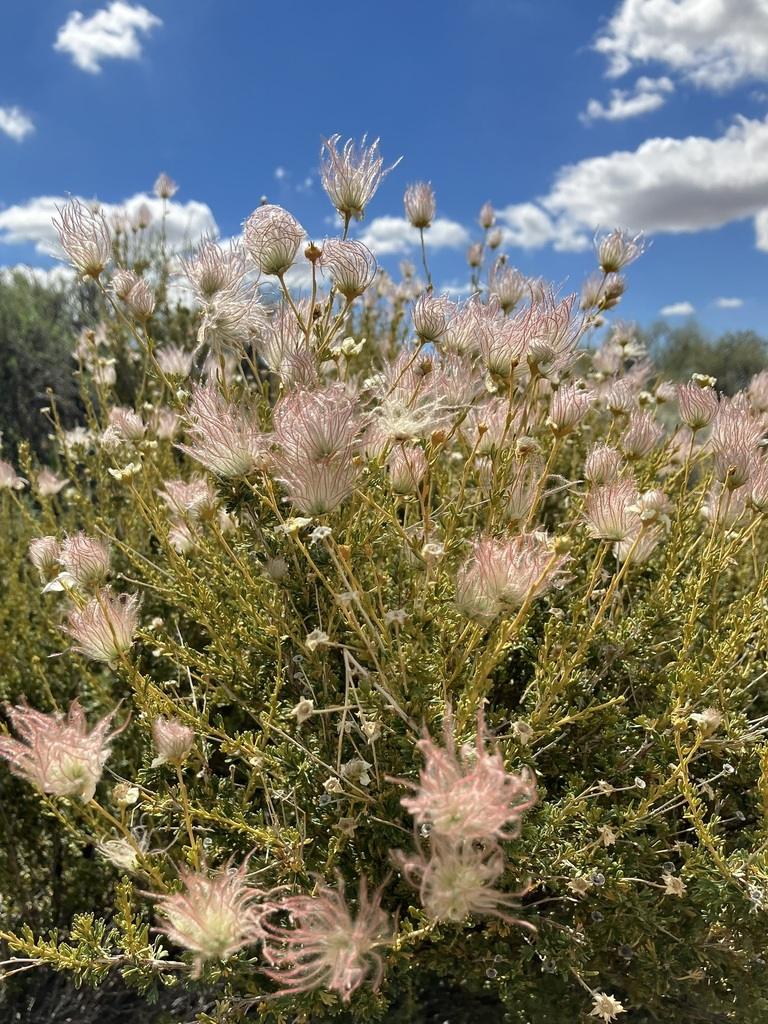 APACHE PLUME 1gal