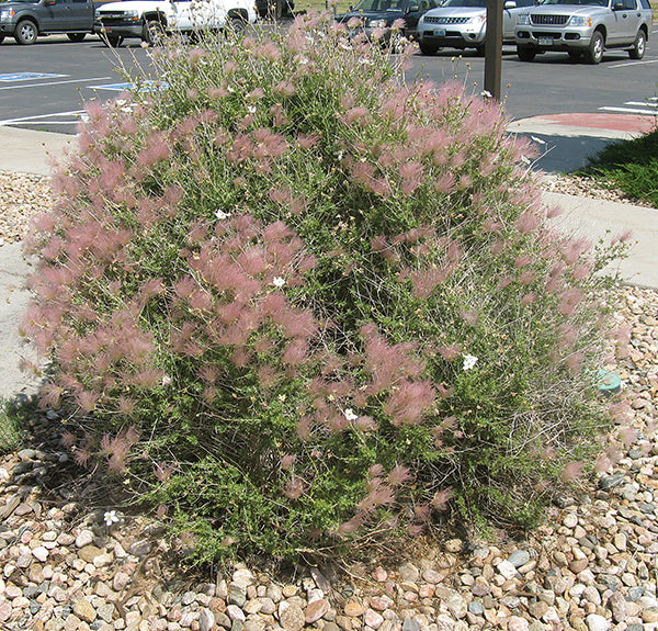 APACHE PLUME 1gal