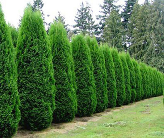 EMERALD GREEN ARBORVITAE 2gal