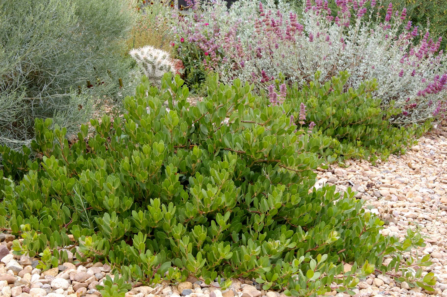PANCHITO MANZANITA 3gal