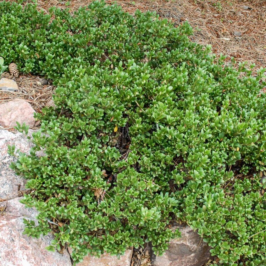 PANCHITO MANZANITA 3gal