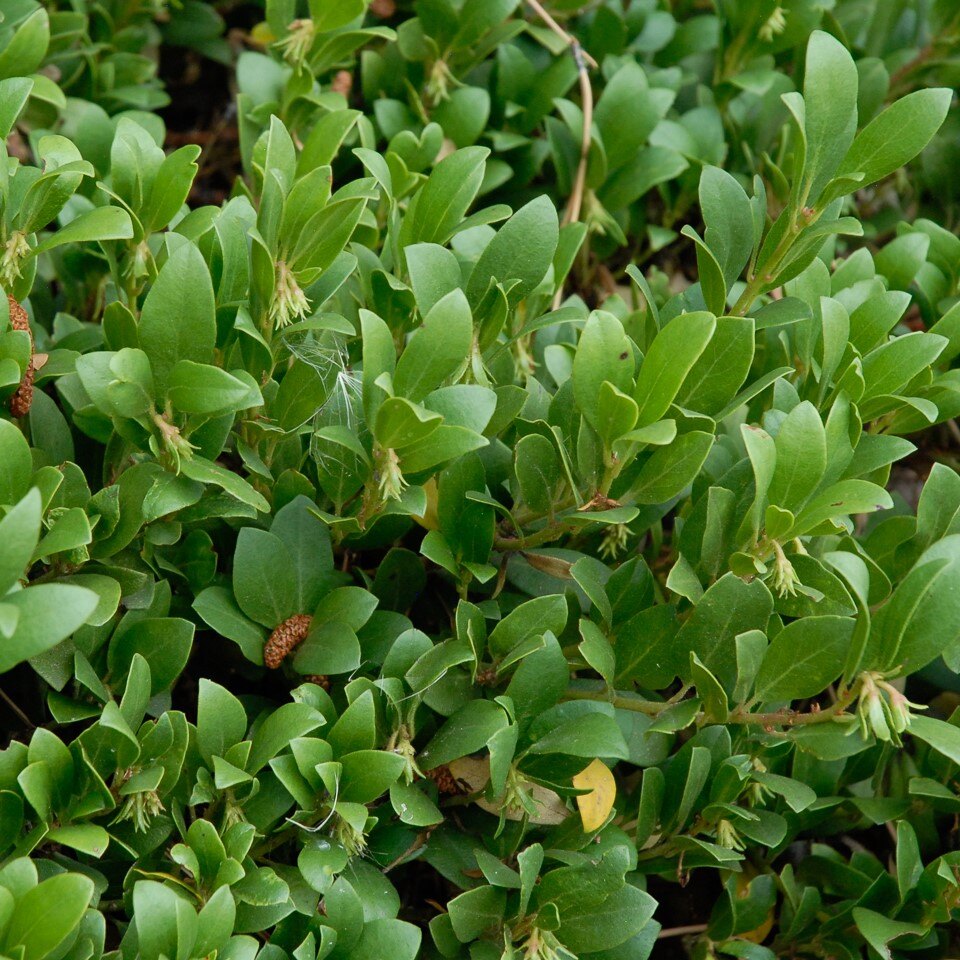 PANCHITO MANZANITA 3gal