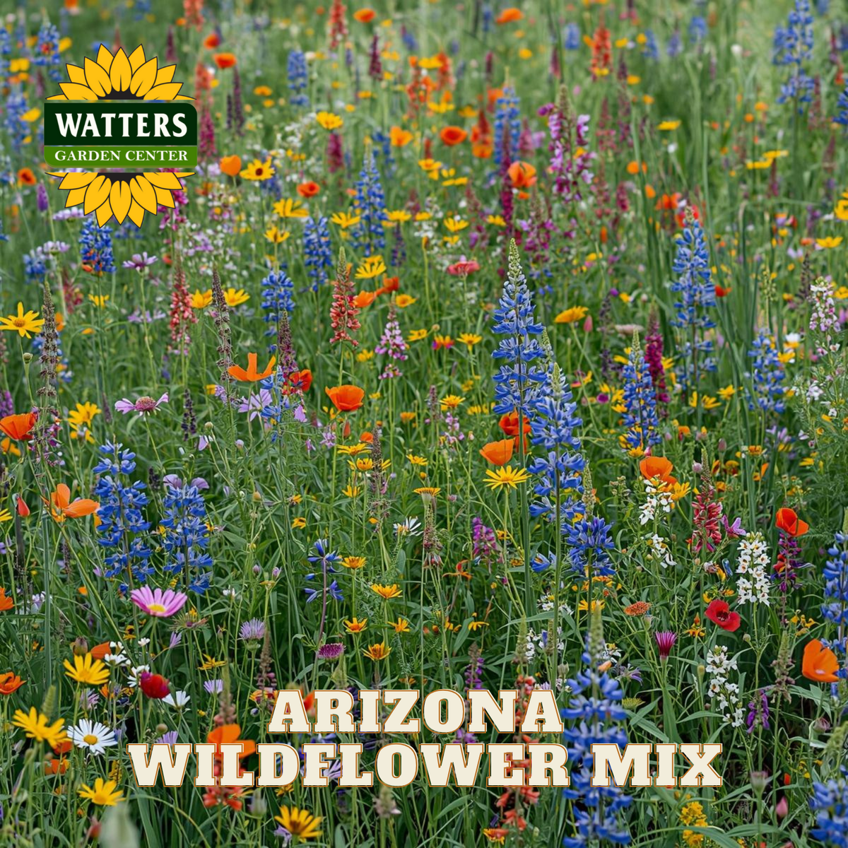 A field of Arizona Wildflowers with orange poppies, blue lupine, and other yellows, pinks, and red flowers against the green stems. Watters Garden Center logo branding and "Arizona Wildflower Mix text overlay the image.