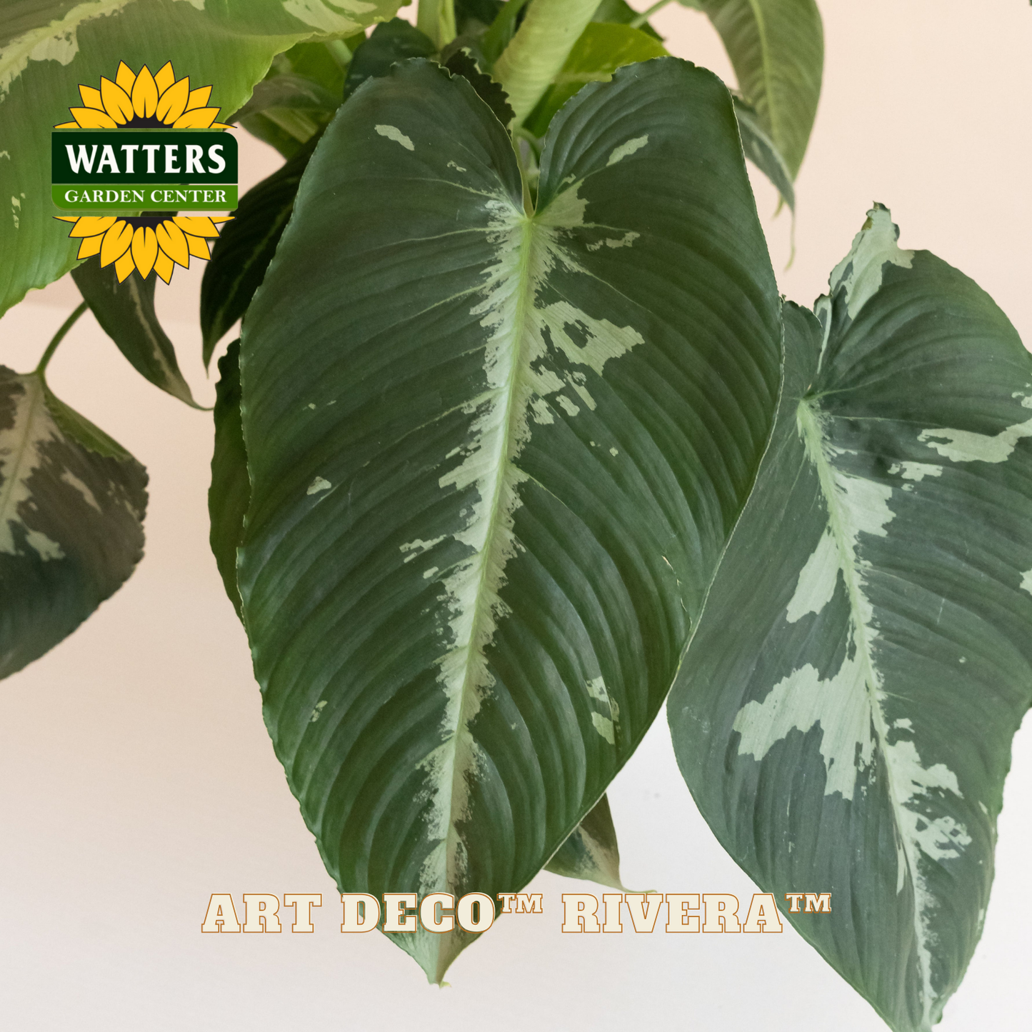 Large green leaves with white veins and Watters Garden Center logo.