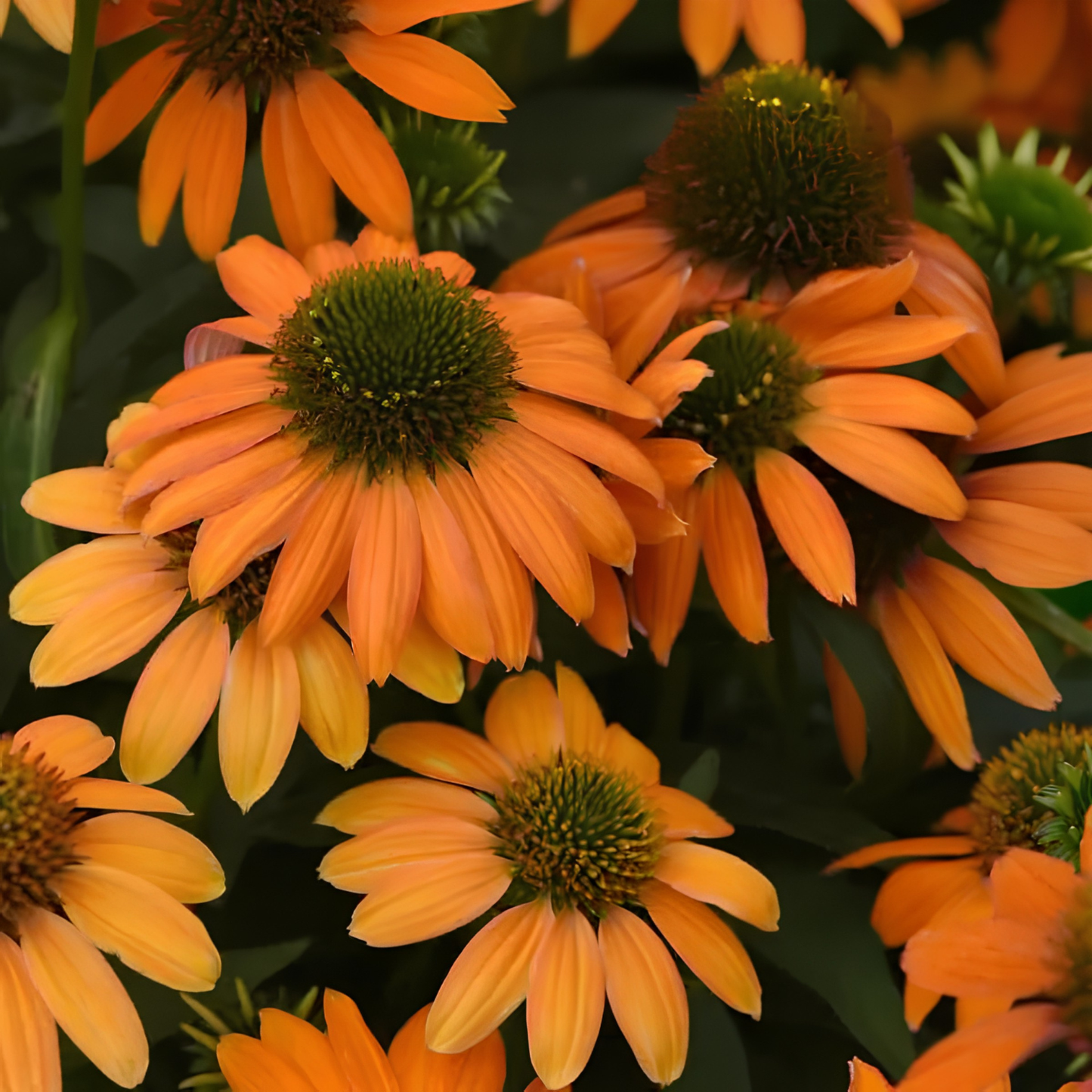 Close-up of orange coneflowers with dark green conical centers and green foliage.