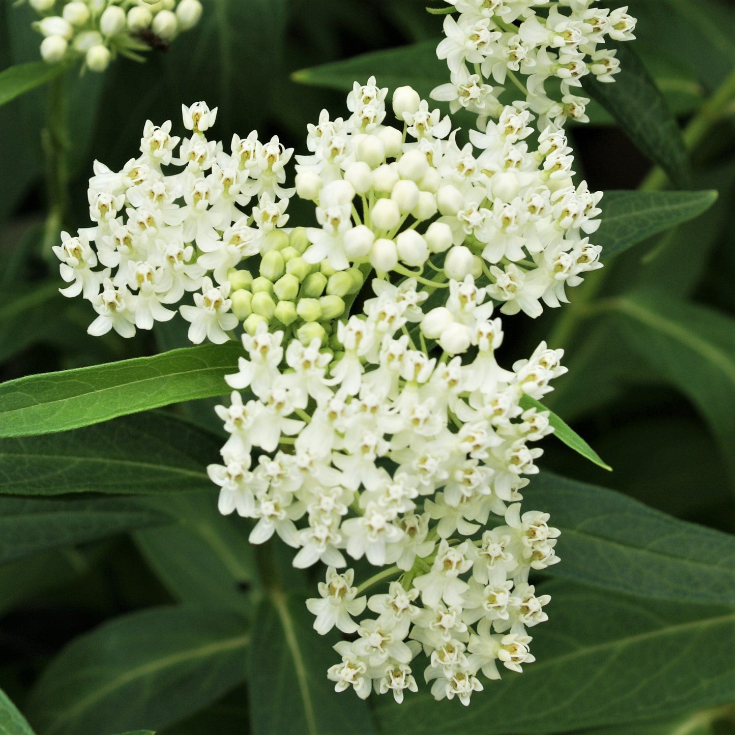 Asclepias - Ice Ballet Swamp Milkweed