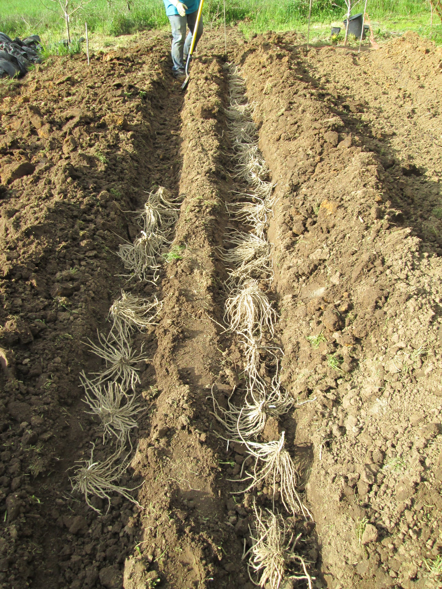 ***Millennium Hybrid Male Asparagus Crowns - Large Crowns For Faster Cutting