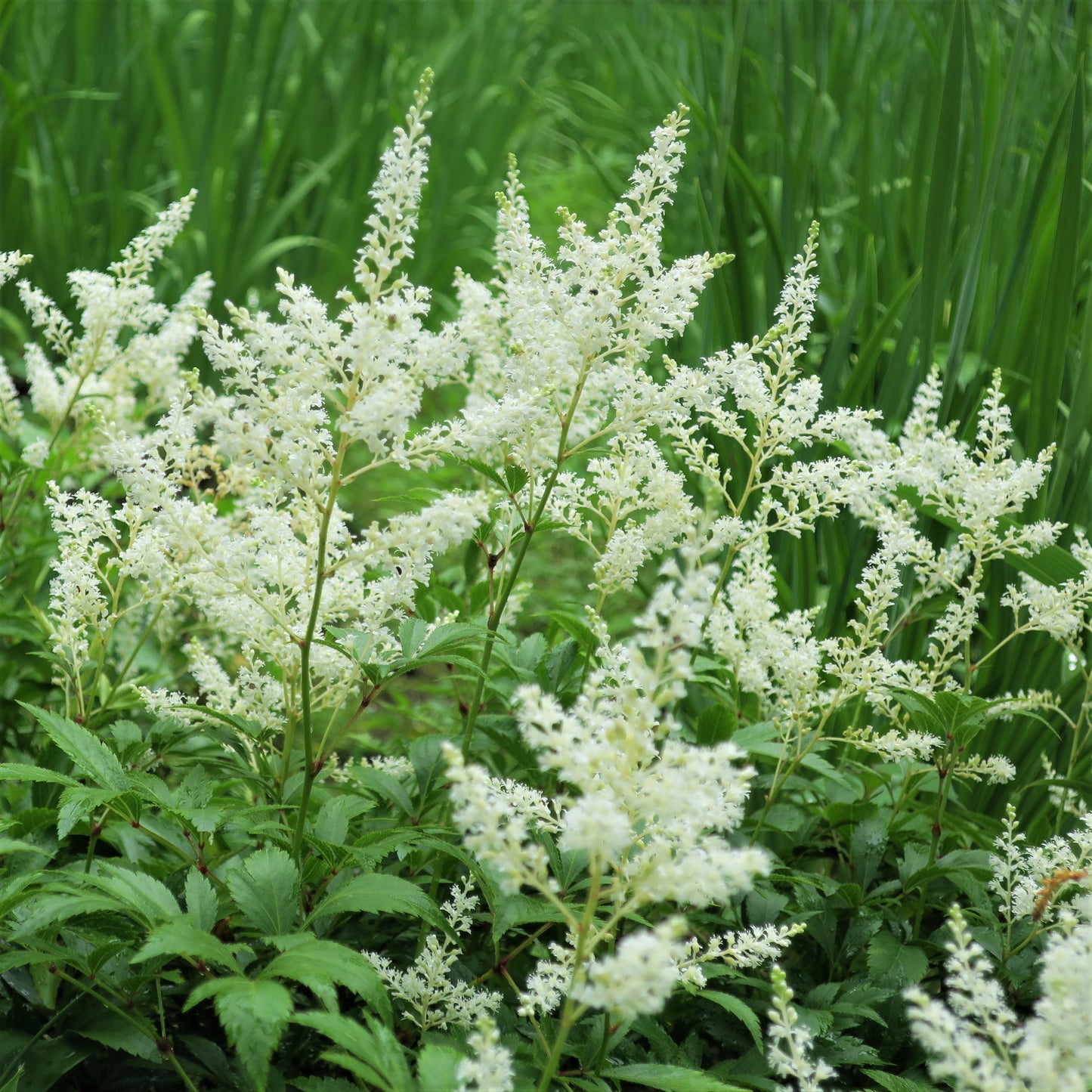Astilbe - Luminous Shade Collection