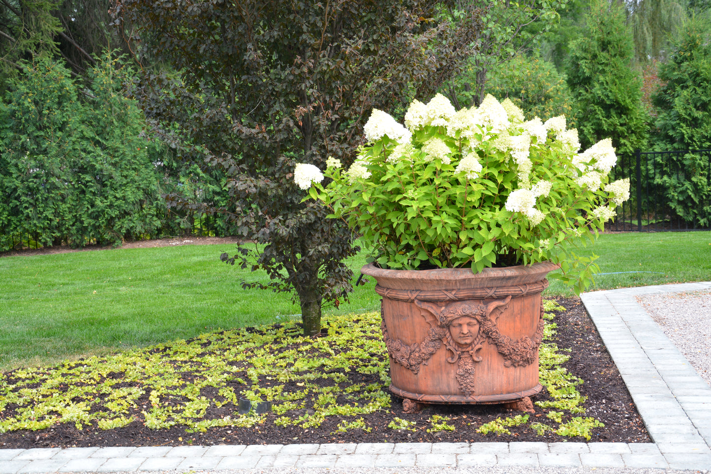 LITTLE LIME HYDRANGEA 2gal