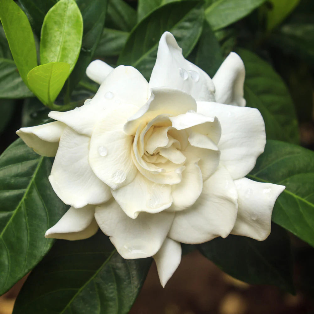 BIG BEAUTY GARDENIA 5gal