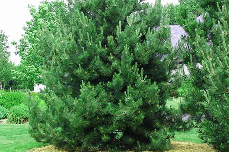 AUSTRIAN PINE TREE 10gal