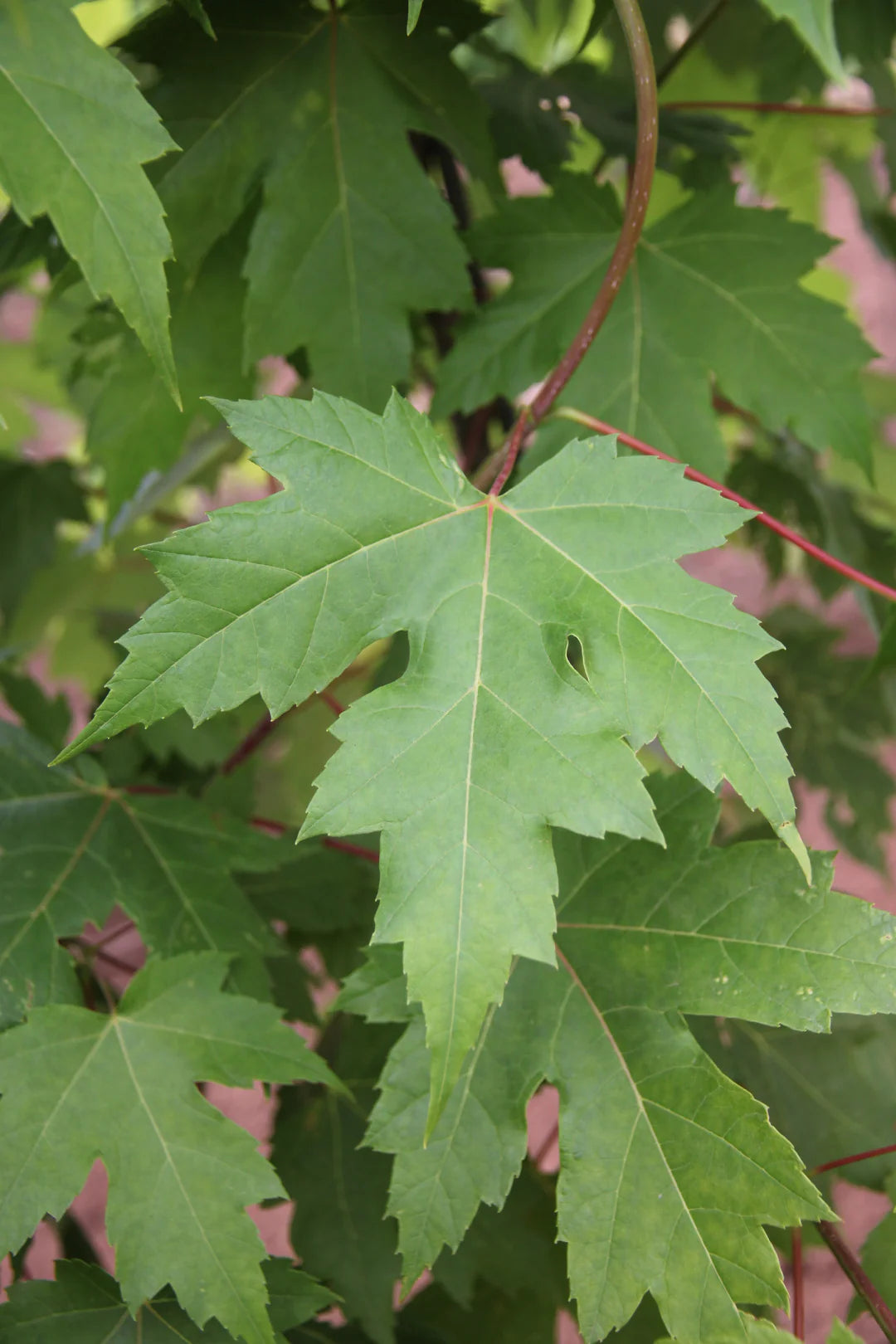 AUTUMN BLAZE MAPLE 7gal