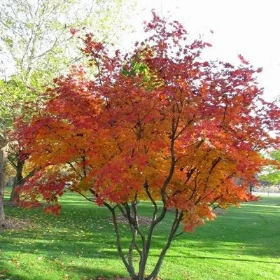 AUTUMN BRILLIANCE SERVICEBERRY 5gal