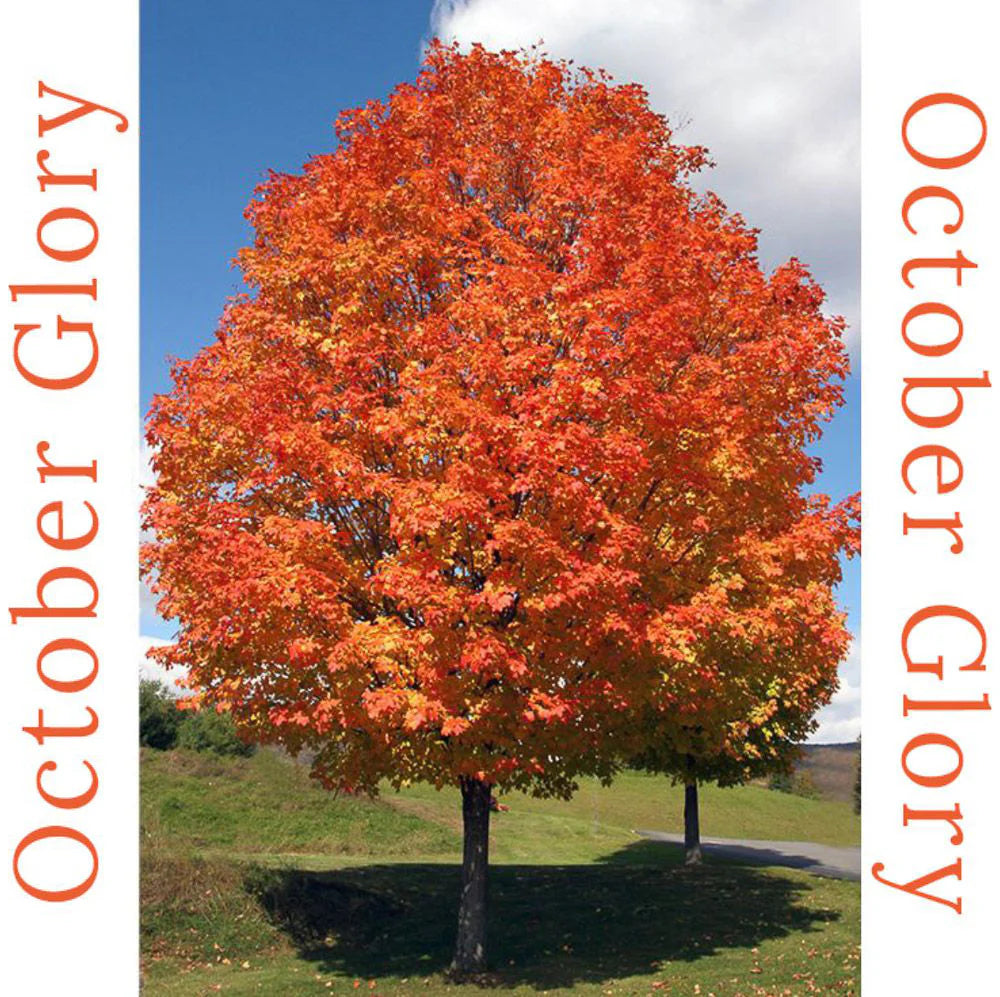 OCTOBER GLORY MAPLE 7gal
