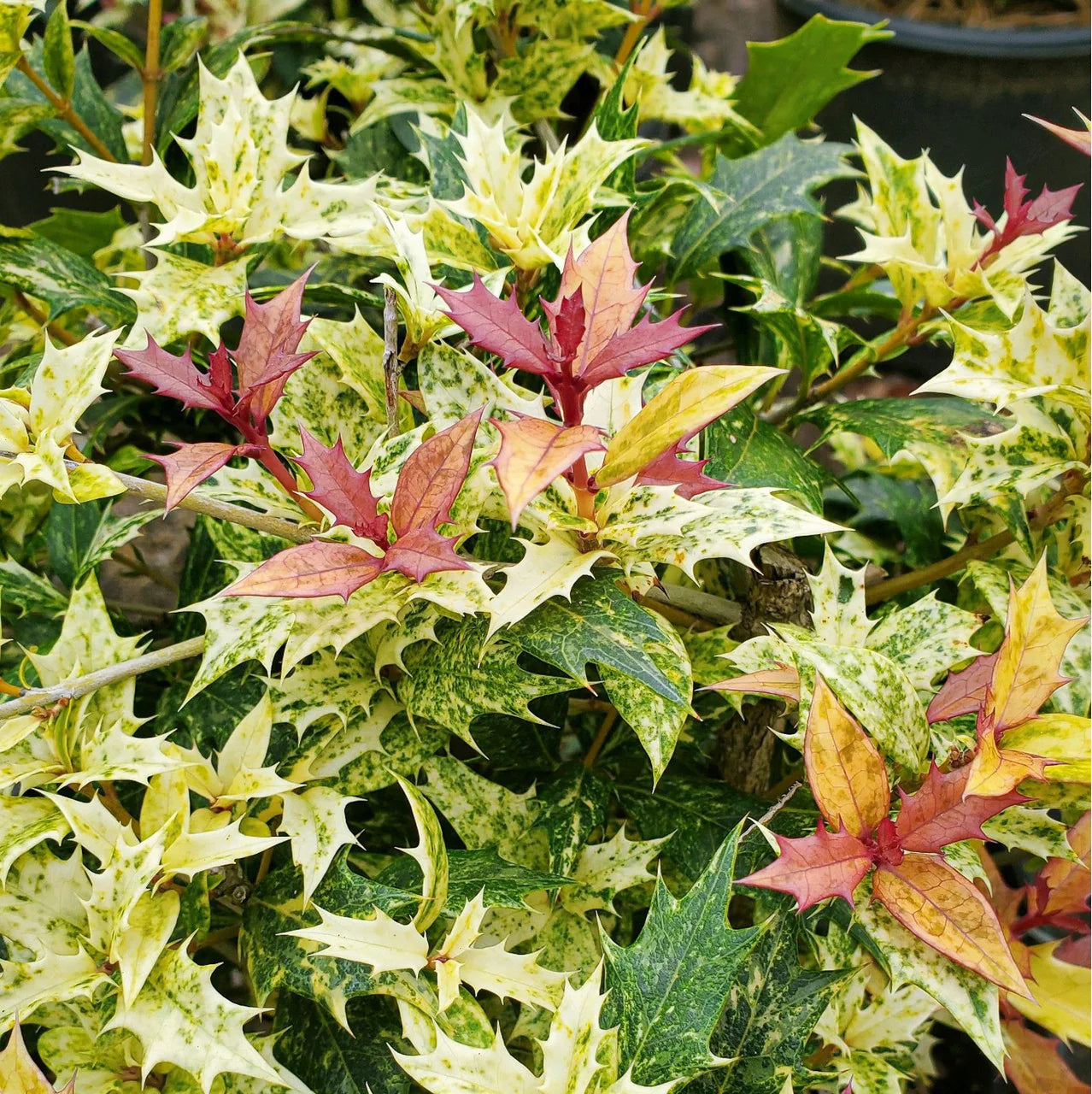 GOSHIKI HOLLY OSMANTHUS 2gal