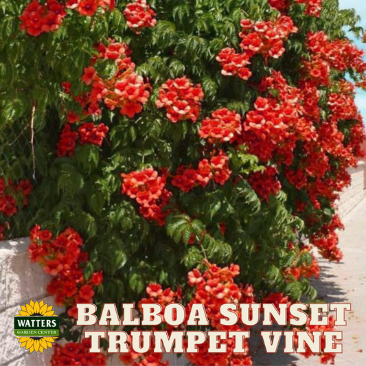 BALBOA SUNSET TRUMPET VINE 1gal
