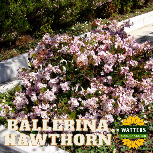 BALLERINA  HAWTHORN 2gal