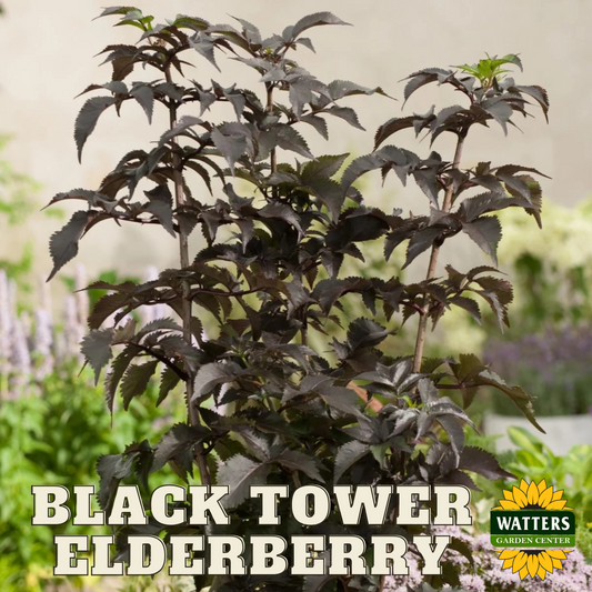 BLACK TOWER ELDERBERRY 2gal
