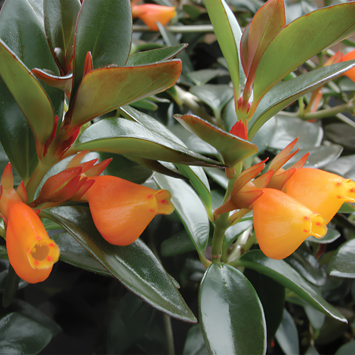 Close-up of a flowering plant with glossy green leaves and bright orange bell-shaped flowers, photographed outdoors with some background foliage visible.