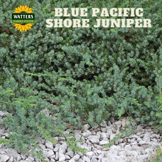 BLUE PACIFIC SHORE JUNIPER 2gal
