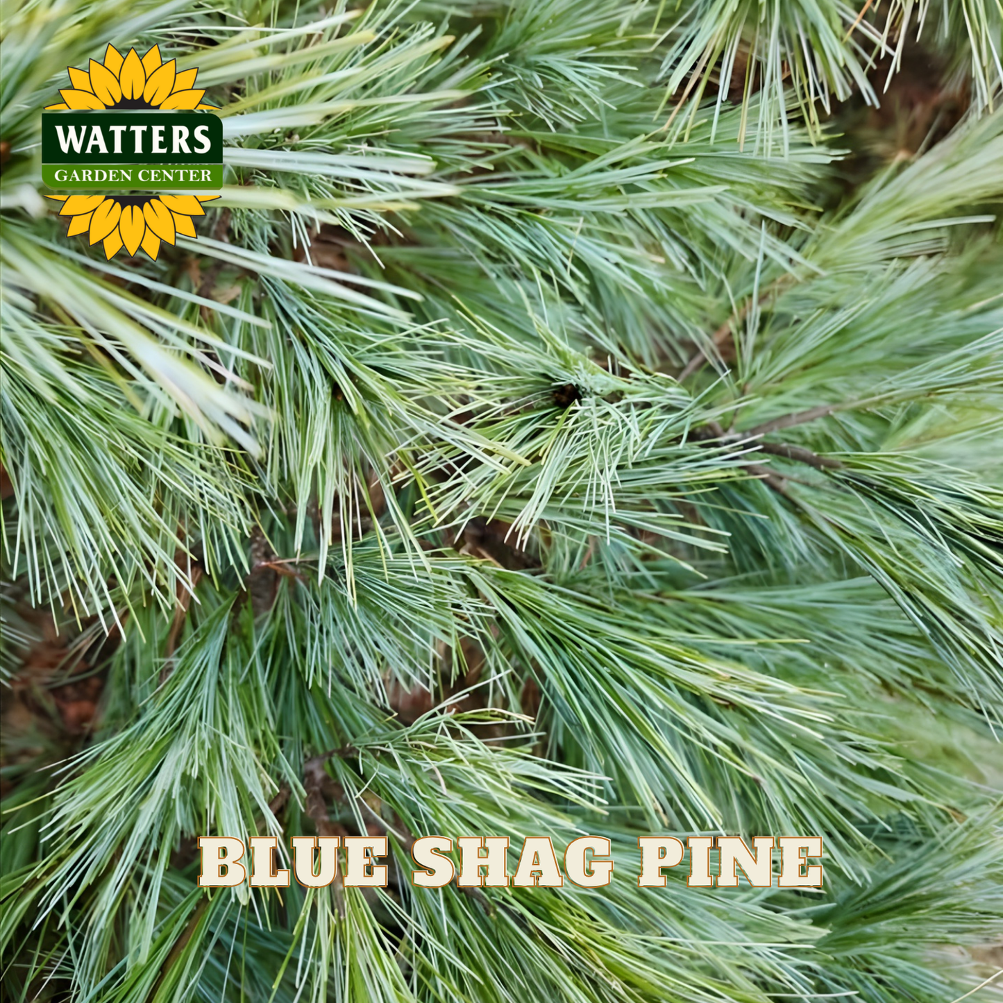 Close-up of Blue Shag Pine needles with Watters Garden Center logo.