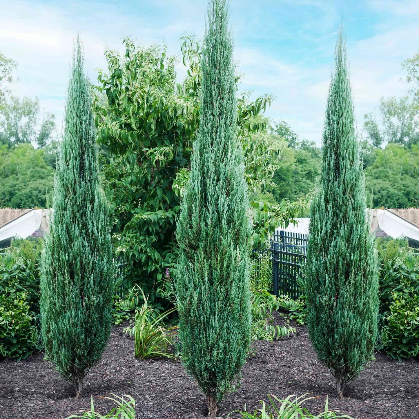 BLUE ARROW JUNIPER TREE 5gal