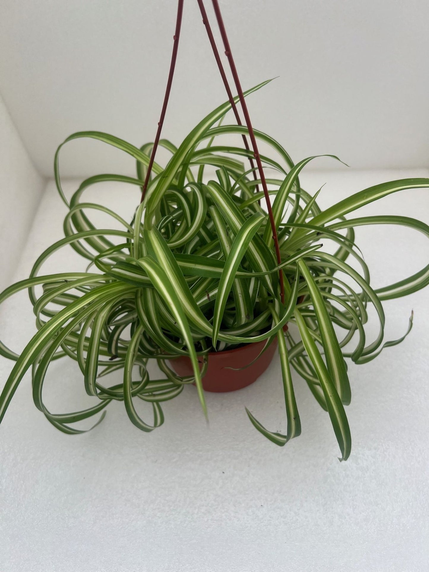 ASSORTED SPIDER PLANT 6in