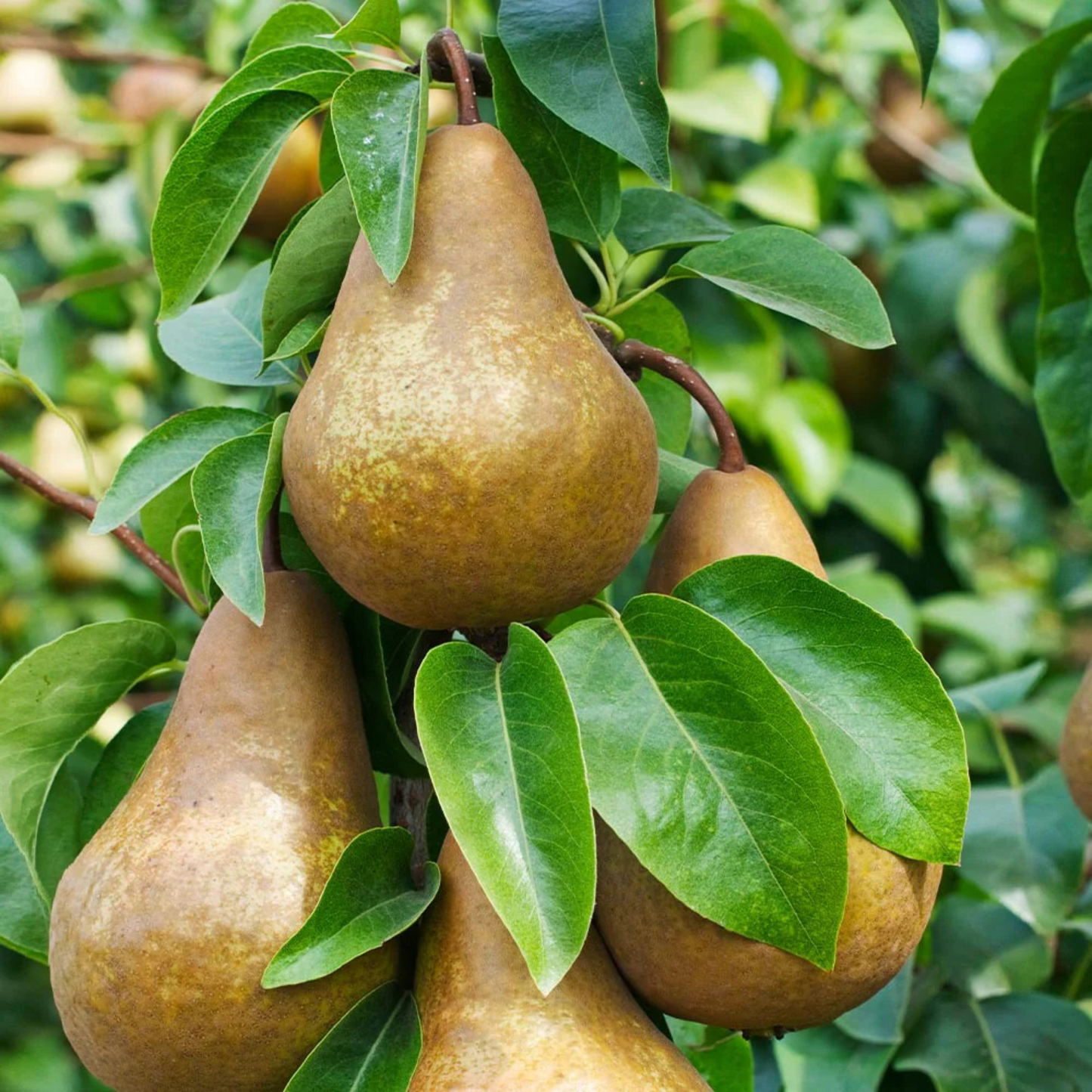 Brown pears hanging on a tree with green leaves