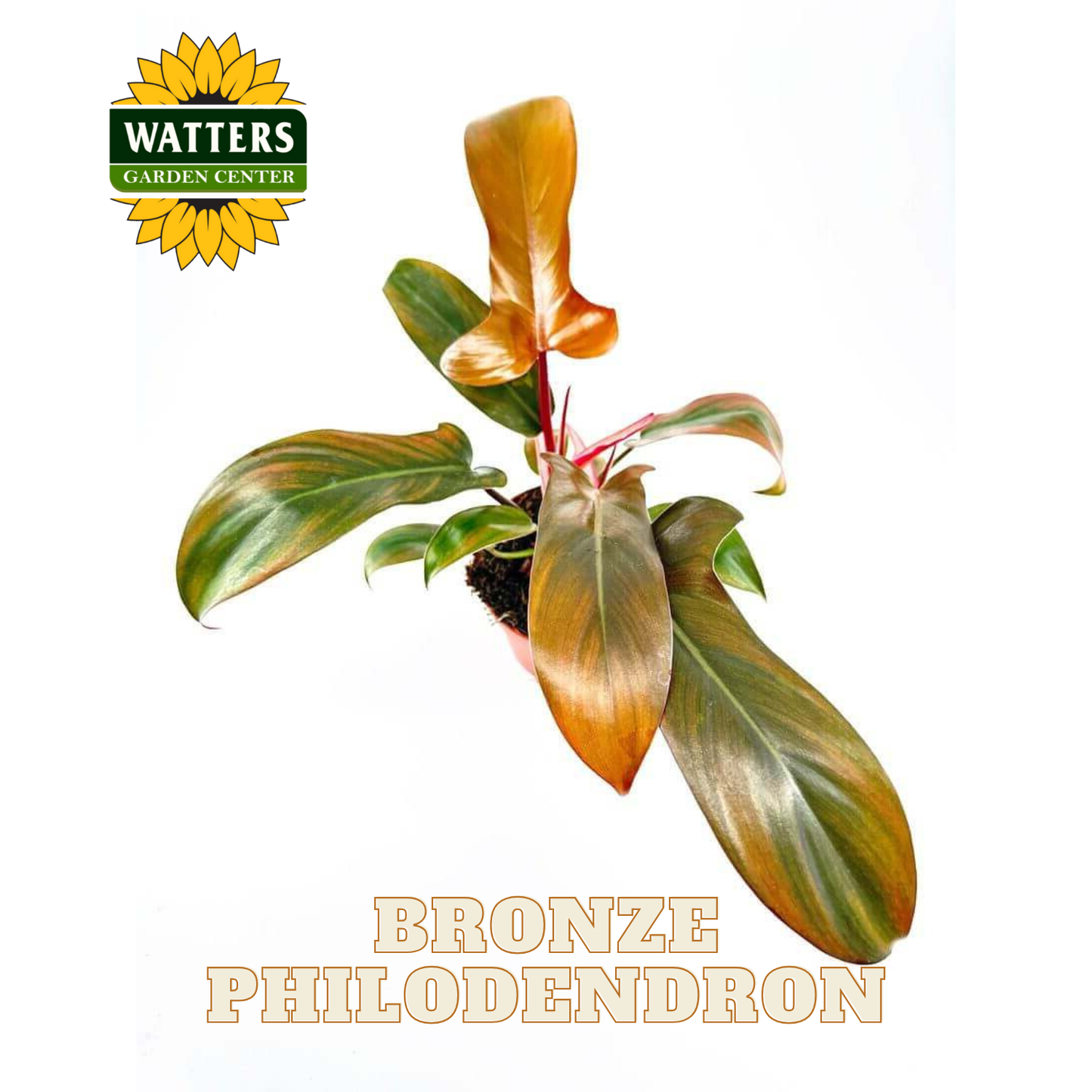 Bronze Philodendron plant with Watters Garden Center logo on a white background