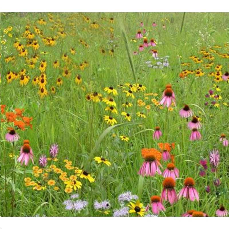 WATTERS MEADOW MIX