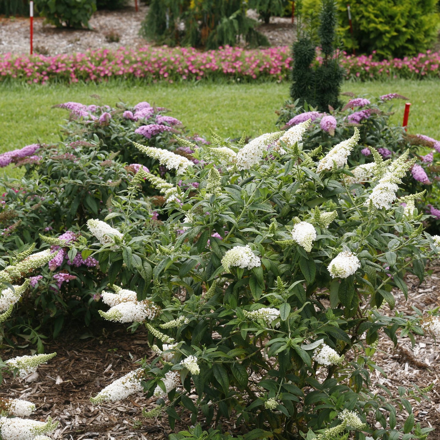 NANHO ALBA BUTTERFLY BUSH 5 gal