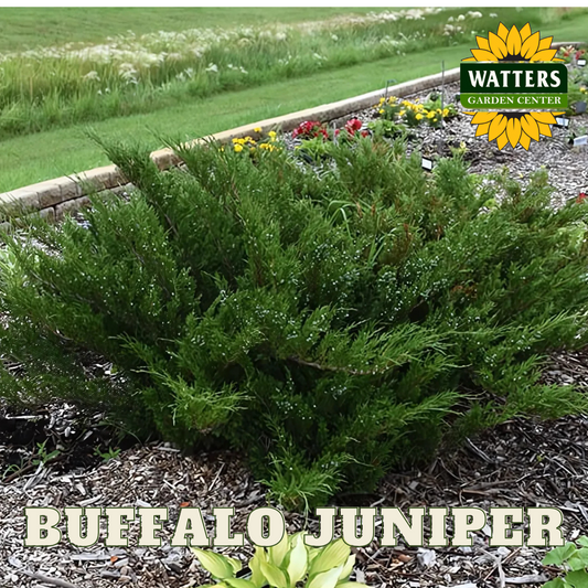 BUFFALO JUNIPER 2gal