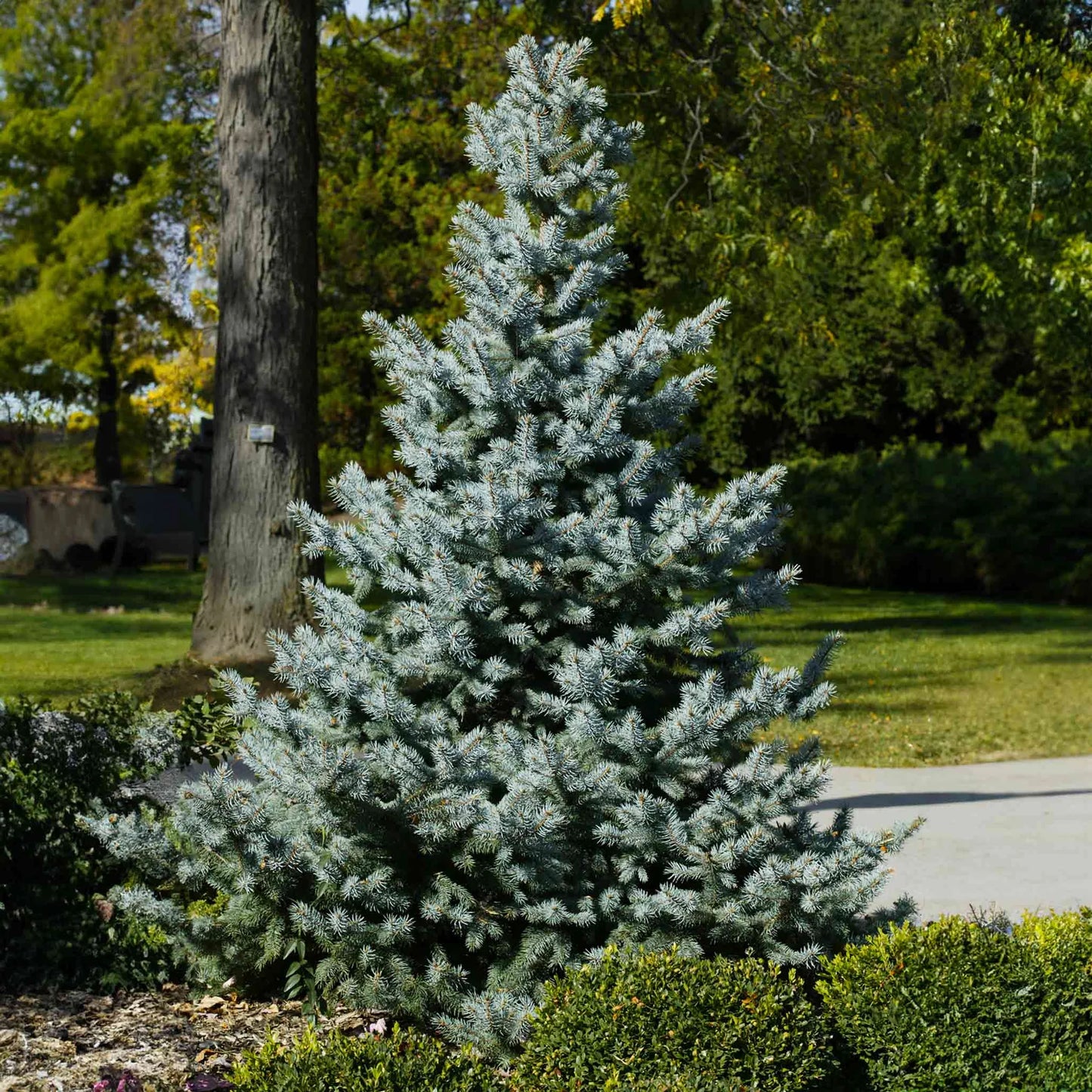 BABY BLUE SPRUCE TREE 15gal