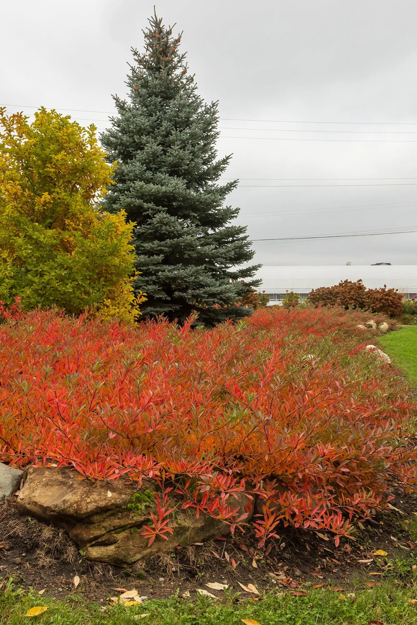 JADE PARADE SAND CHERRY 2gal