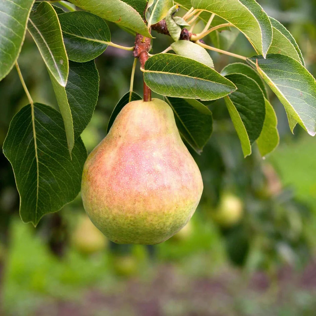 BARTLETT PEAR TREE 7gal