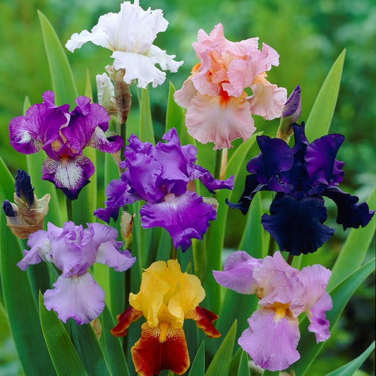 Colorful Crop Mix Bearded Iris - Reblooming