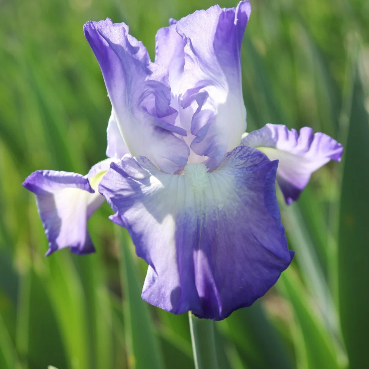A close-up of a purple and white iris flower in bloom against a soft-focus green grassy background.