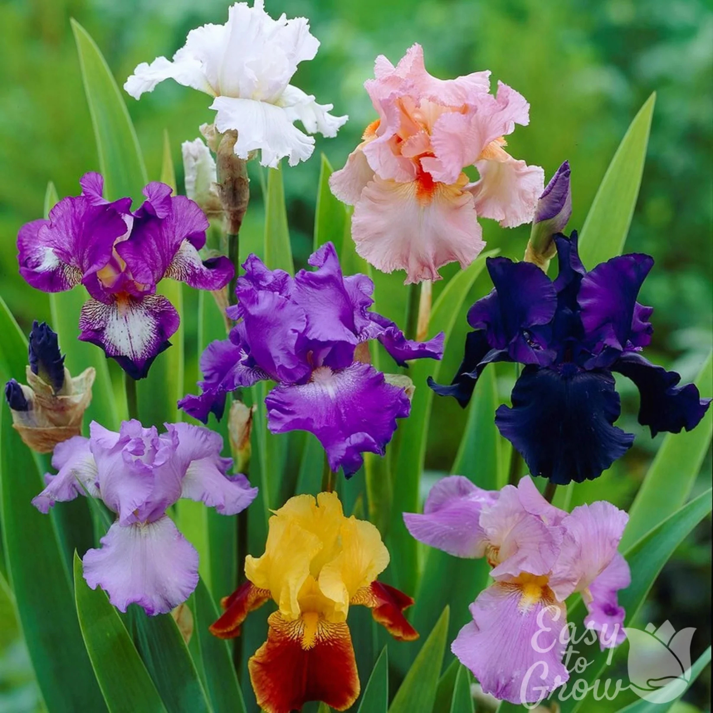 A close-up of several iris flowers in bloom with green leaves, including white, pink, purple, navy, lavender, and yellow-orange varieties, set against a soft green blurred background. A 'Easy to Grow' logo watermark is visible in the lower right corner.