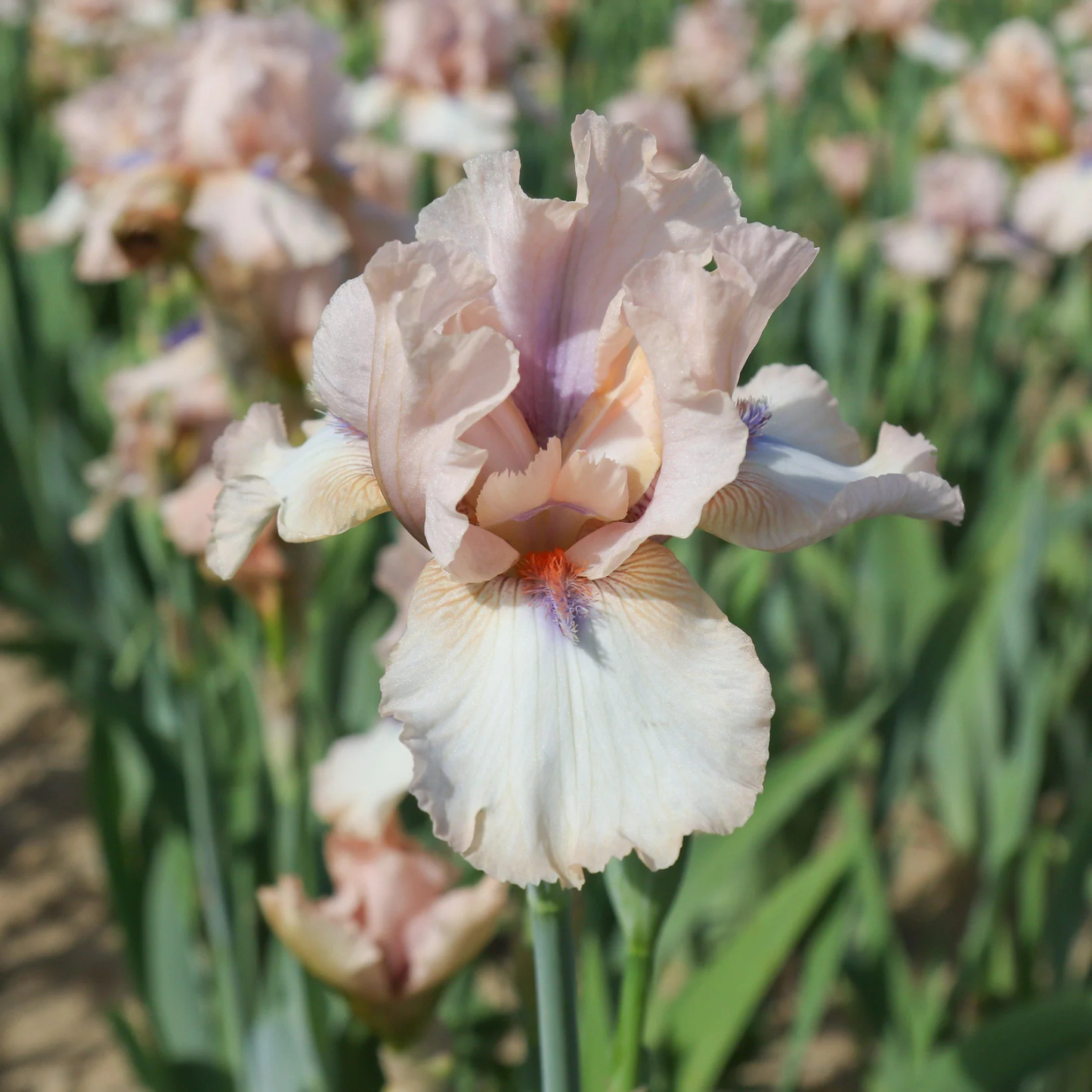 Close-up of a pink iris flower with a blurred background