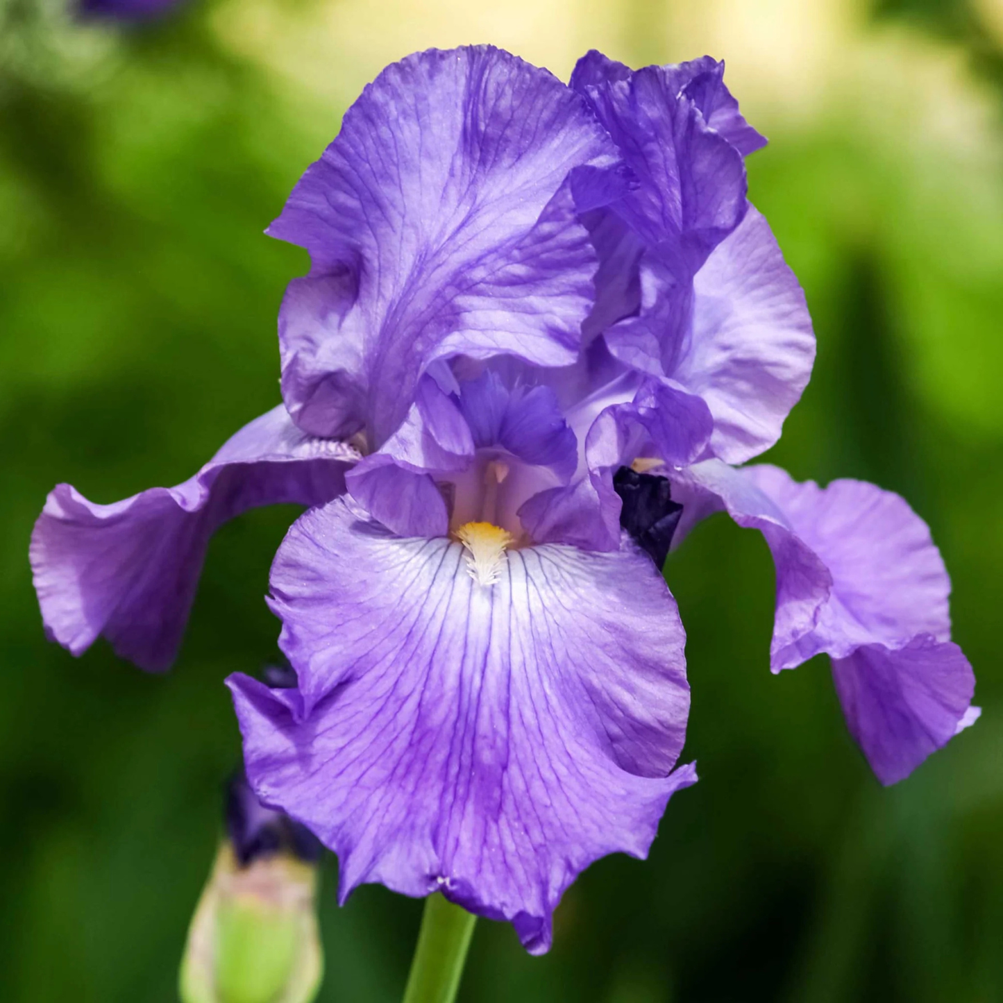 A close-up of a purple iris flower with ruffled petals and a soft green blurred background.