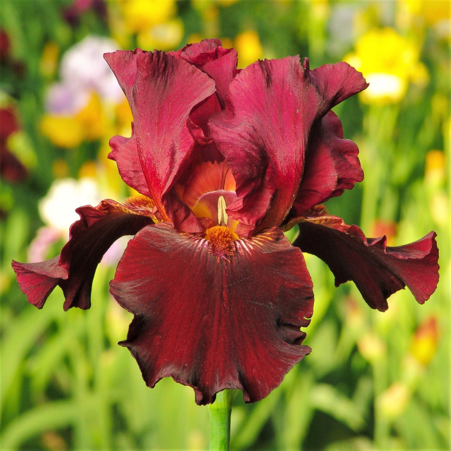 Colorful Crop Mix Bearded Iris - Reblooming