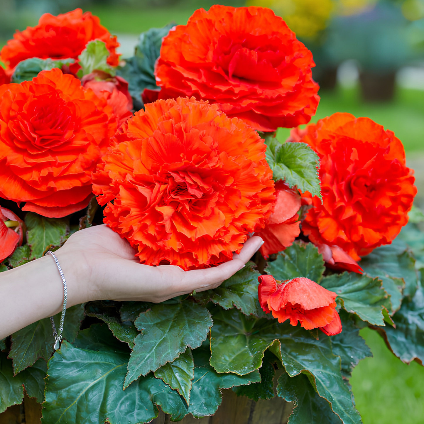 Hand holding a vibrant red flower with more flowers and greenery in the background