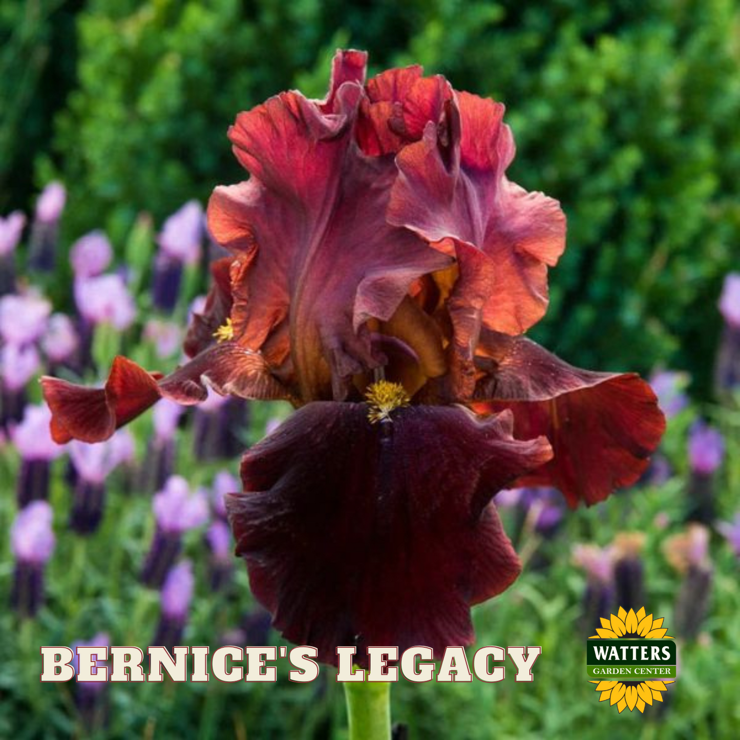 Bernice's Legacy Bearded Iris - Reblooming