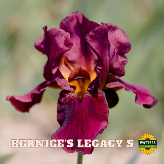Bernice's Legacy Bearded Iris - Reblooming
