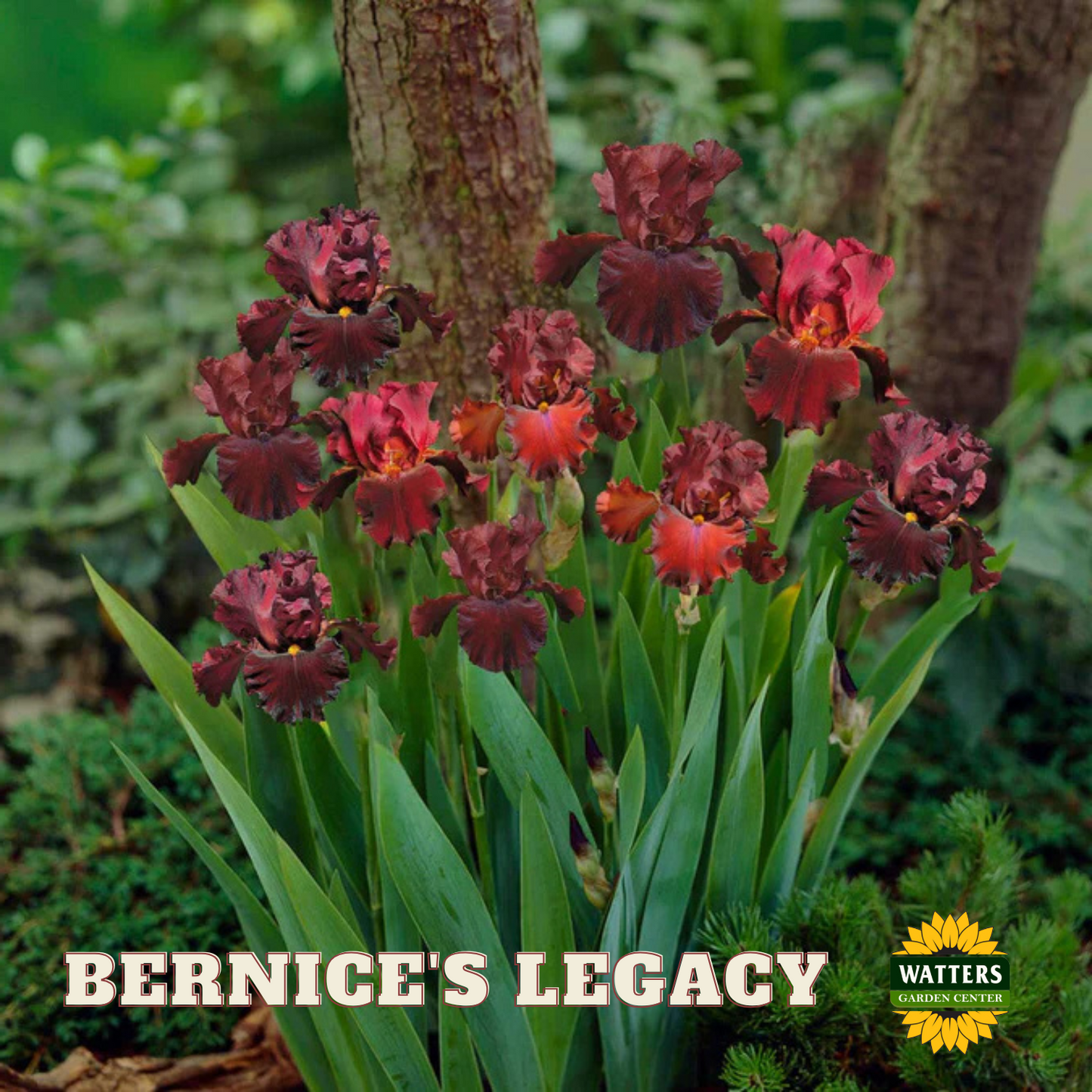 Bernice's Legacy Bearded Iris - Reblooming