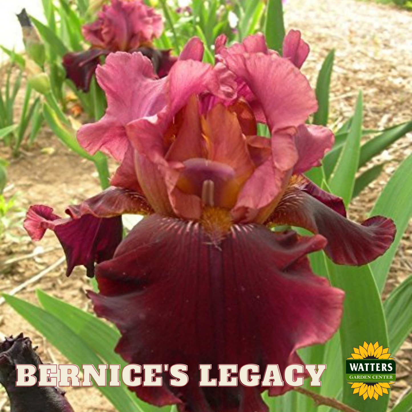 Bernice's Legacy Bearded Iris - Reblooming