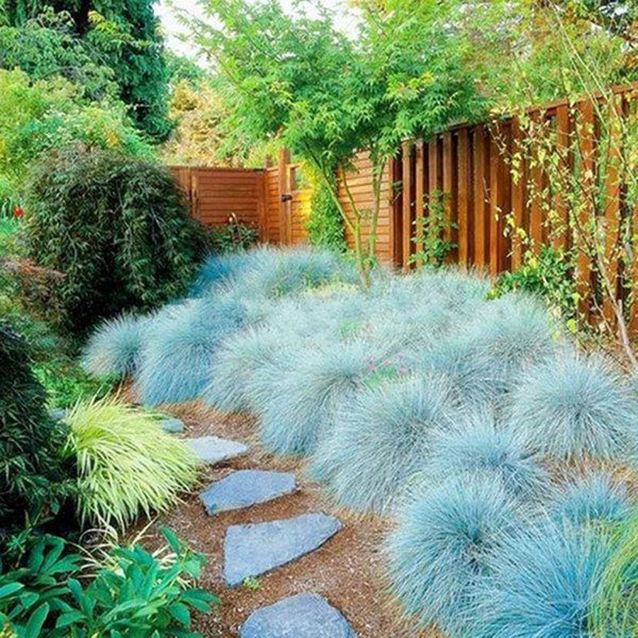 BLUE FESCUE 1 GAL