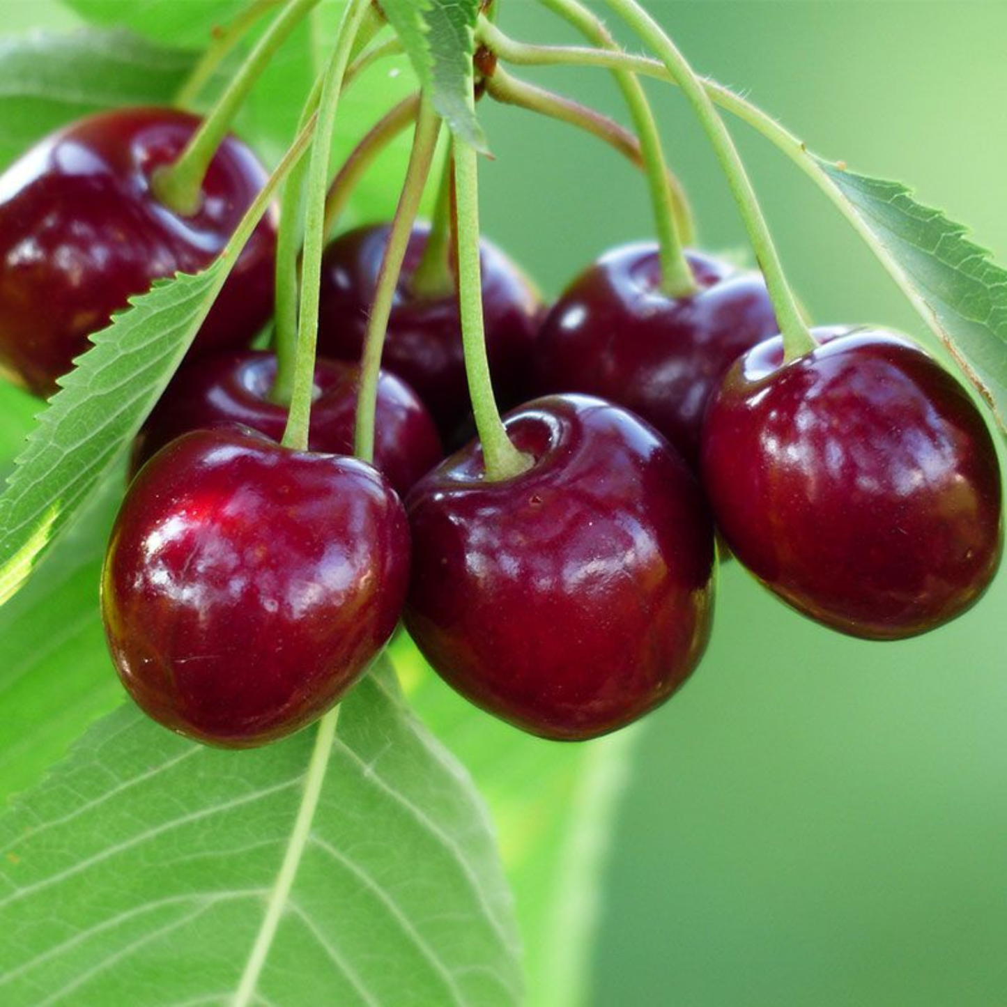 BING CHERRY TREE 7gal