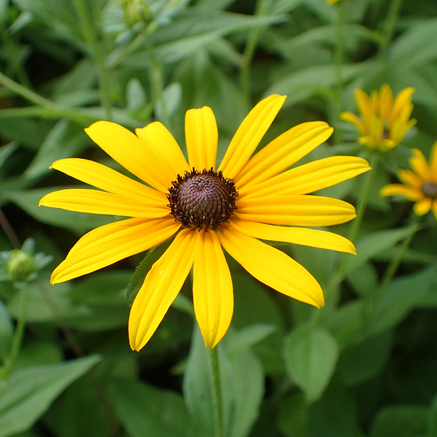 A close-up of a bright yellow coneflower with a dark brown center, surrounded by green foliage and other blurred flowers in the background.